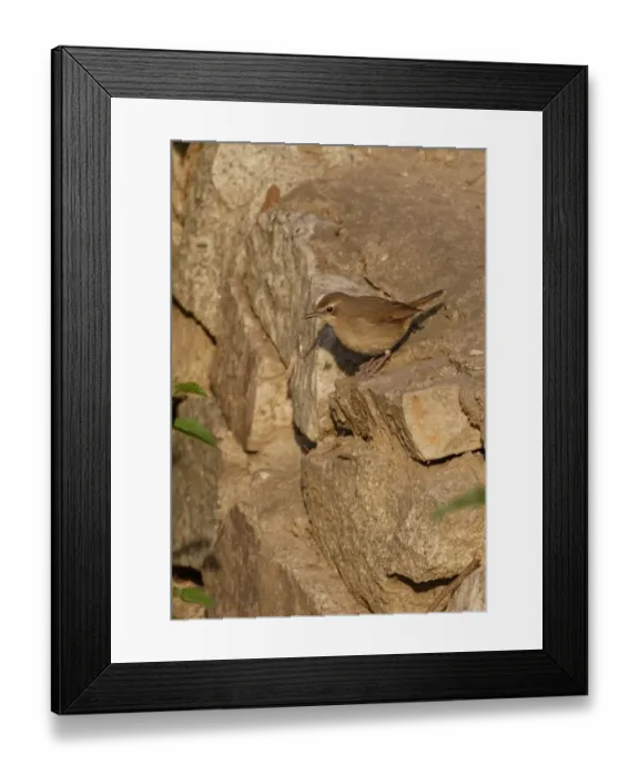 Framed Print : Siberian Rubythroat (Luscinia calliope) adult female, standing on stone wall, Beidaihe, Hebei, China, may Framed Print : Siberian Rubythroat (Luscinia calliope) adult female, standing on stone wall, Beidaihe, Hebei, China, may