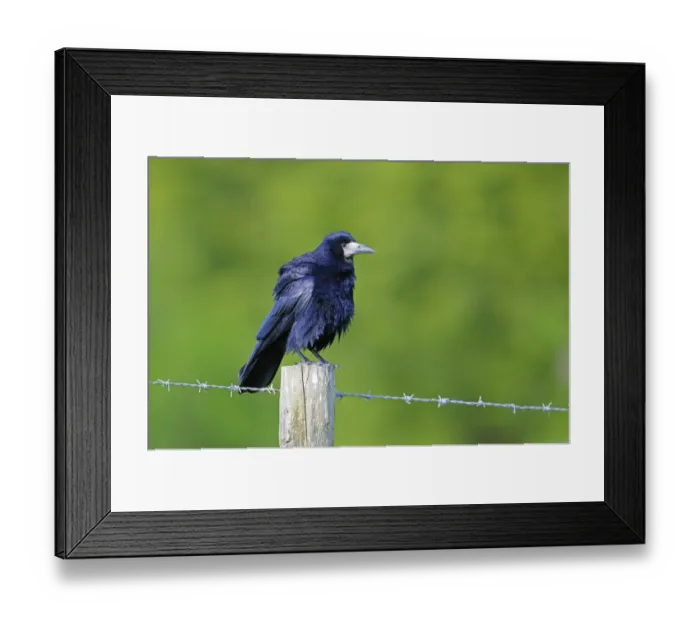 Framed Print : Rook (Corvus frugilegus) adult, perched on barbed wire fence post, Oxfordshire, England, may Framed Print : Rook (Corvus frugilegus) adult, perched on barbed wire fence post, Oxfordshire, England, may