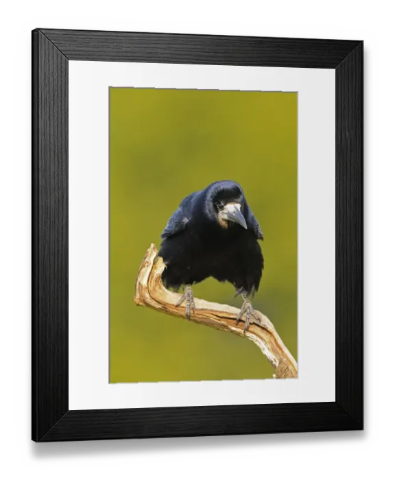 Framed Print : Rook (Corvus frugilegus) adult, perched on branch, Oxfordshire, England, march Framed Print : Rook (Corvus frugilegus) adult, perched on branch, Oxfordshire, England, march