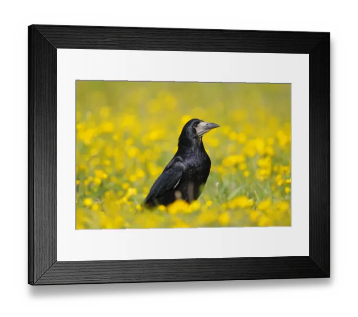 Framed Print : Rook (Corvus frugilegus) adult, standing amongst buttercups in field, Oxfordshire, England, may Framed Print : Rook (Corvus frugilegus) adult, standing amongst buttercups in field, Oxfordshire, England, may