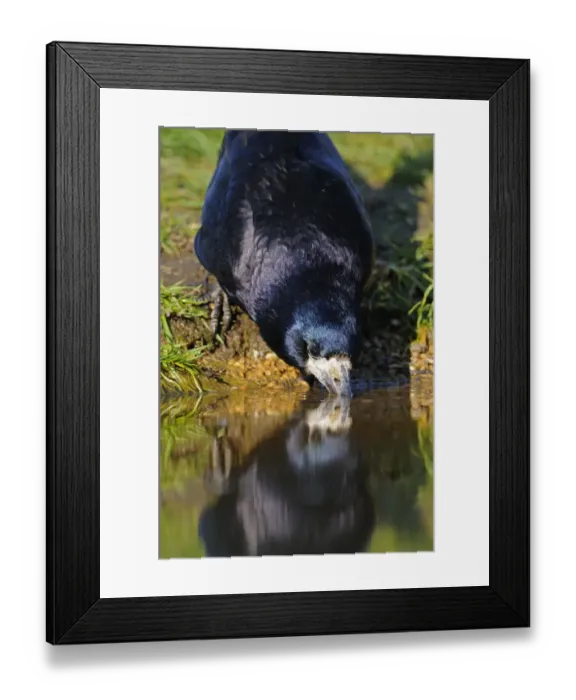Framed Print : Rook (Corvus frugilegus) adult, drinking, Oxfordshire, England, march Framed Print : Rook (Corvus frugilegus) adult, drinking, Oxfordshire, England, march