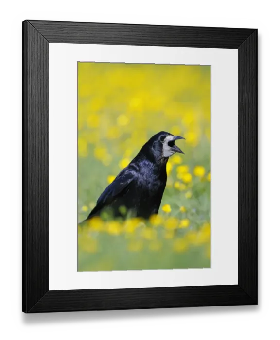Framed Print : Rook (Corvus frugilegus) adult, calling, standing amongst buttercups in field, Oxfordshire, England, may Framed Print : Rook (Corvus frugilegus) adult, calling, standing amongst buttercups in field, Oxfordshire, England, may