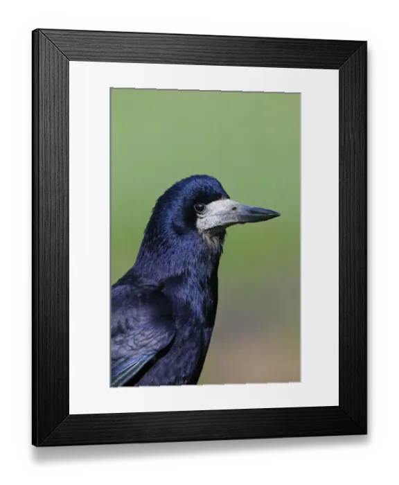 Framed Print : Rook (Corvus frugilegus) adult, close-up of head, Oxfordshire, England, march Framed Print : Rook (Corvus frugilegus) adult, close-up of head, Oxfordshire, England, march