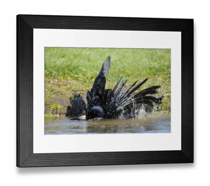 Framed Print : Rook (Corvus frugilegus) adult, bathing, Oxfordshire, England, march Framed Print : Rook (Corvus frugilegus) adult, bathing, Oxfordshire, England, march