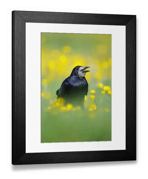 Framed Print : Rook (Corvus frugilegus) adult, feeding on seeds, standing amongst buttercups in field, Oxfordshire, England, may Framed Print : Rook (Corvus frugilegus) adult, feeding on seeds, standing amongst buttercups in field, Oxfordshire, England, may