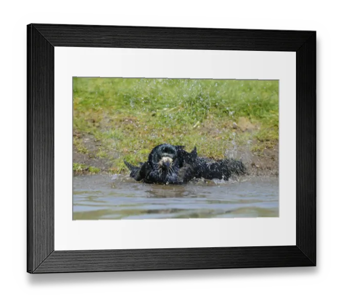Framed Print : Rook (Corvus frugilegus) adult, bathing, Oxfordshire, England, march Framed Print : Rook (Corvus frugilegus) adult, bathing, Oxfordshire, England, march