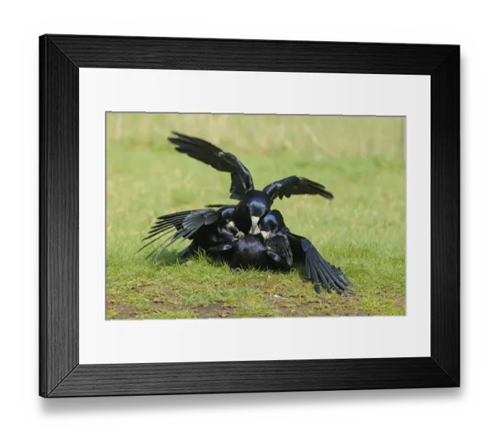 Framed Print : Rook (Corvus frugilegus) adults, several males attempting to mate with female, Oxfordshire, England, march Framed Print : Rook (Corvus frugilegus) adults, several males attempting to mate with female, Oxfordshire, England, march