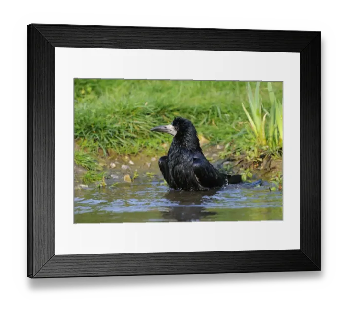 Framed Print : Rook (Corvus frugilegus) adult, bathing, Oxfordshire, England, april Framed Print : Rook (Corvus frugilegus) adult, bathing, Oxfordshire, England, april