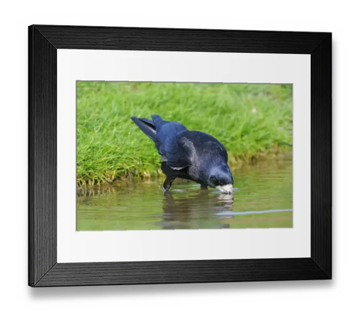 Framed Print : Rook (Corvus frugilegus) adult, drinking, Oxfordshire, England, april