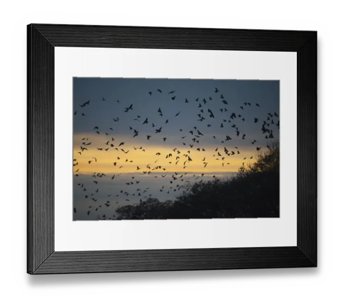 Framed Print : Rook (Corvus frugilegus) flock, in flight, arriving at roost, silhouetted at sunset, Buckenham, Yare Valley, The Broads, Norfolk, England, december Framed Print : Rook (Corvus frugilegus) flock, in flight, arriving at roost, silhouetted at sunset, Buckenham, Yare Valley, The Broads, Norfolk, England, december