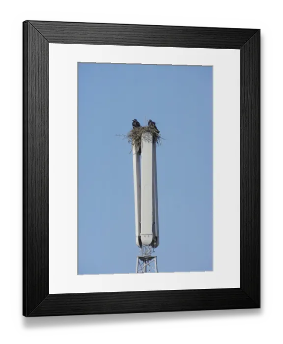 Framed Print : Rook (Corvus frugilegus) adult pair, nesting on mobile phone mast, Essex, England