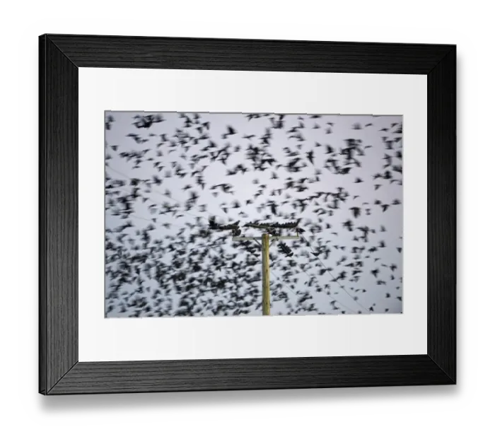 Framed Print : Rook (Corvus frugilegus) flock, in flight and perched on overhead wires, pre-roost gathering at dusk, Buckenham, Yare Valley, The Broads, Norfolk, England, november