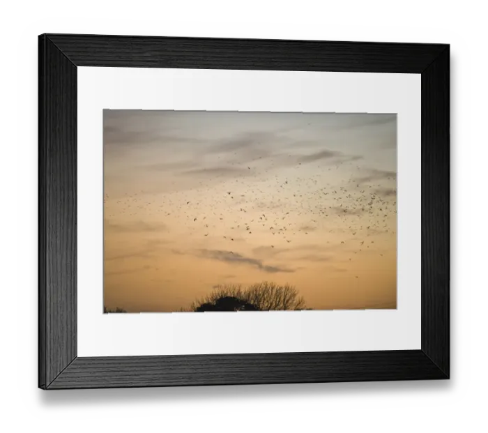 Framed Print : Rook (Corvus frugilegus) and Jackdaw (Corvus monedula) mixed flock, in flight, arriving at roost, silhouetted at sunset, Buckenham, Yare Valley, The Broads, Norfolk, England, november Framed Print : Rook (Corvus frugilegus) and Jackdaw (Corvus monedula) mixed flock, in flight, arriving at roost, silhouetted at sunset, Buckenham, Yare Valley, The Broads, Norfolk, England, november