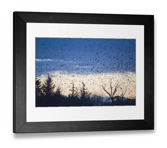 Framed Print : Rook (Corvus frugilegus) and Jackdaw (Corvus monedula) mixed flock, in flight, arriving at roost, silhouetted at sunset, Buckenham, Yare Valley, The Broads, Norfolk, England, november Framed Print : Rook (Corvus frugilegus) and Jackdaw (Corvus monedula) mixed flock, in flight, arriving at roost, silhouetted at sunset, Buckenham, Yare Valley, The Broads, Norfolk, England, november