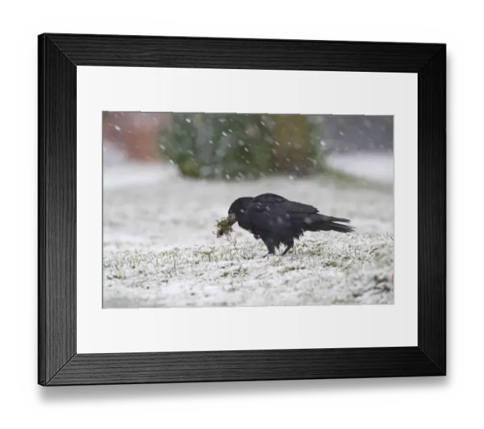Framed Print : Rook (Corvus frugilegus) adult, collecting nesting material in beak during blizzard, Norfolk, England, winter Framed Print : Rook (Corvus frugilegus) adult, collecting nesting material in beak during blizzard, Norfolk, England, winter