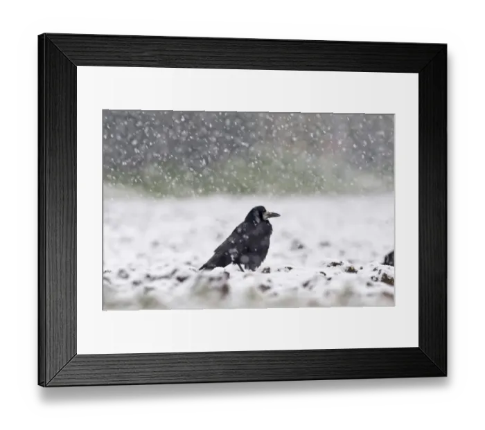 Framed Print : Rook (Corvus frugilegus) adult, standing in arable field during blizzard, Norfolk, England, winter