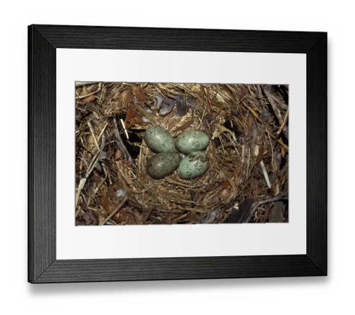Framed Print : Rook (Corvus frugilegus) four eggs in nest Framed Print : Rook (Corvus frugilegus) four eggs in nest