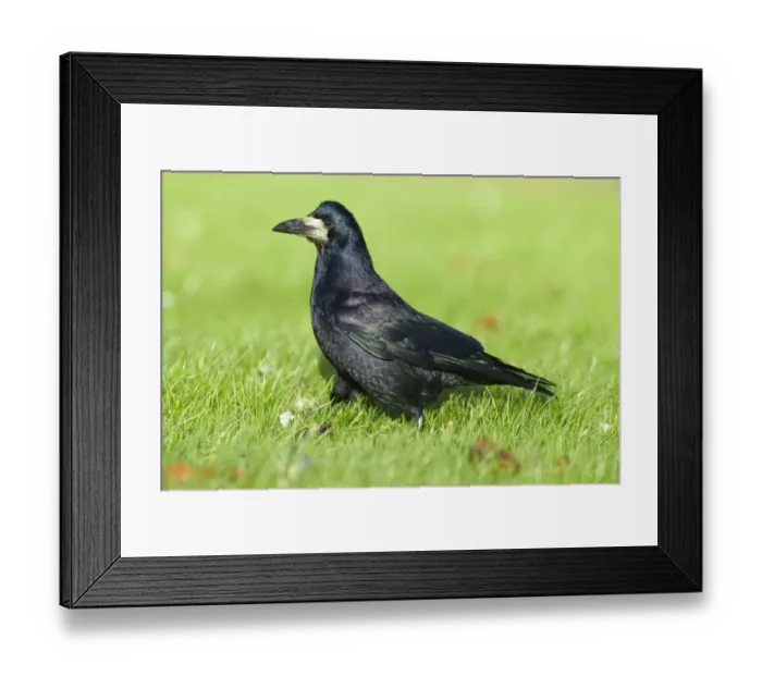 Framed Print : Rook (Corvus frugilegus) adult, walking on grass, Northumberland, England, winter Framed Print : Rook (Corvus frugilegus) adult, walking on grass, Northumberland, England, winter