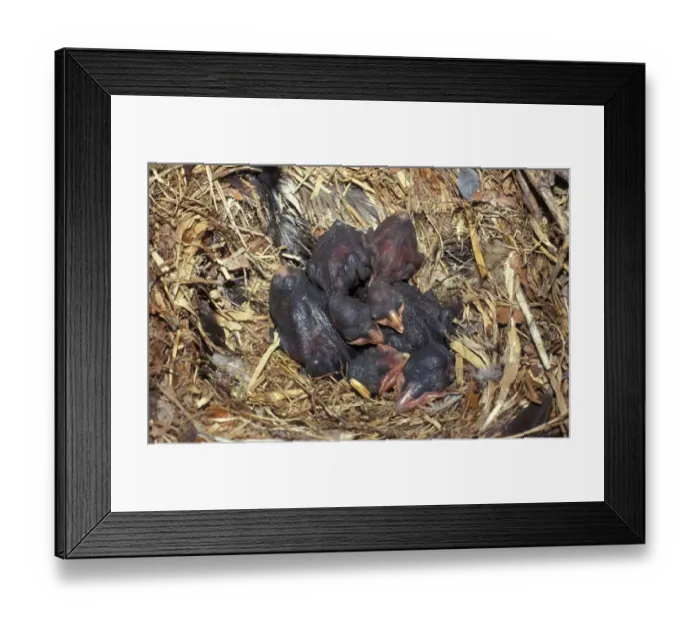 Framed Print : Rook (Corvus frugilegus) Young chicks in nest Framed Print : Rook (Corvus frugilegus) Young chicks in nest
