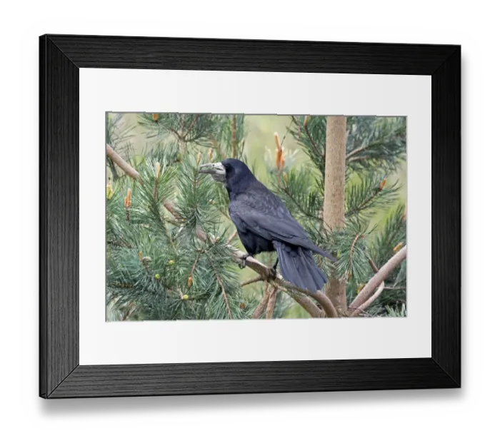 Framed Print : Rook (Corvus frugilegus) adult, with full crop, perched in pine tree, England, april