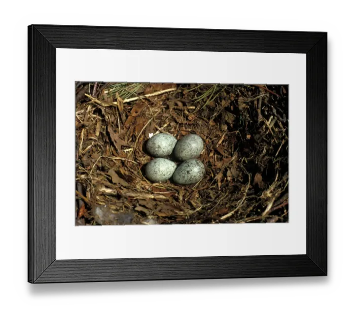 Framed Print : Rook (Corvus frugilegus) Nest and eggs Framed Print : Rook (Corvus frugilegus) Nest and eggs
