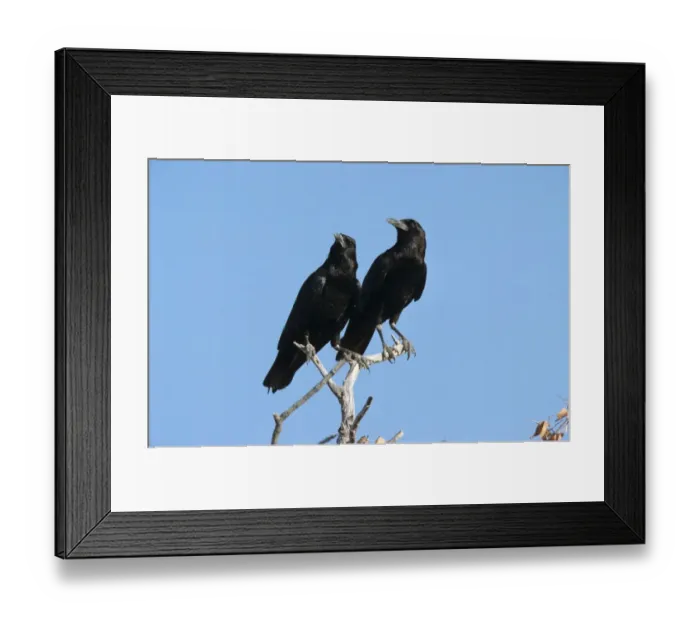 Framed Print : Cape Rook (Corvus capensis) adult pair, perched on branches, Namibia Framed Print : Cape Rook (Corvus capensis) adult pair, perched on branches, Namibia