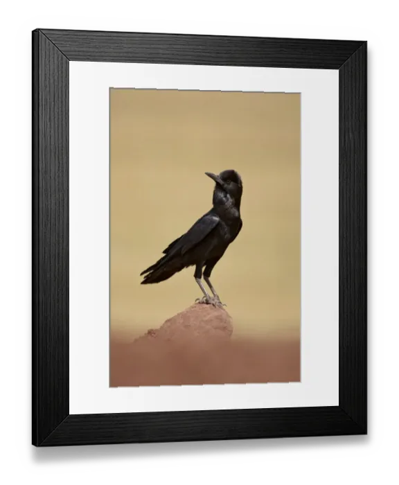 Framed Print : Cape Rook (Corvus capensis) adult, standing on rock, Bale Mountains, Oromia, Ethiopia Framed Print : Cape Rook (Corvus capensis) adult, standing on rock, Bale Mountains, Oromia, Ethiopia