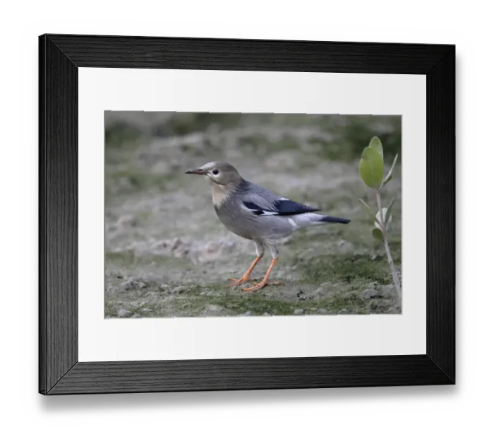 Framed Print : Red-billed Starling (Sturnus sericeus) adult, standing on algae covered mud, Mai Po Nature Reserve, Hong Kong, China, december Framed Print : Red-billed Starling (Sturnus sericeus) adult, standing on algae covered mud, Mai Po Nature Reserve, Hong Kong, China, december