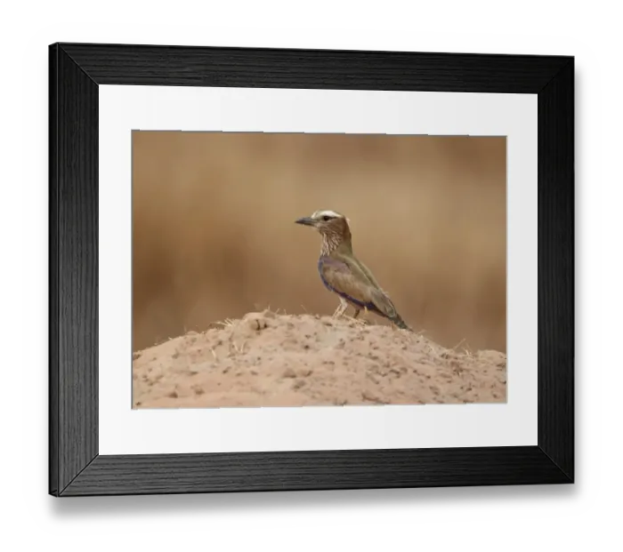 Framed Print : Rufous-crowned Roller (Coracias naevia) adult, standing on sandy ground, near Toubacouta, Senegal, january
