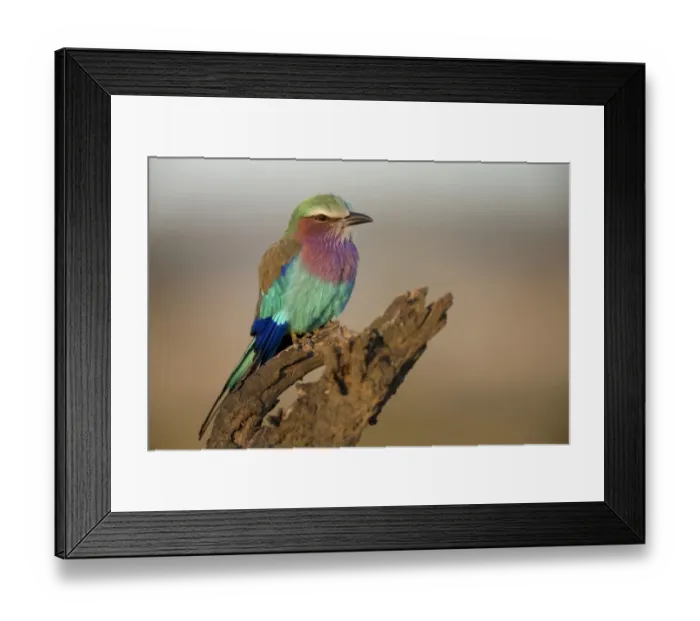 Framed Print : Lilac-breasted Roller (Coracias caudata) adult, perched on branch, Serengeti N. P. Tanzania, november Framed Print : Lilac-breasted Roller (Coracias caudata) adult, perched on branch, Serengeti N. P. Tanzania, november
