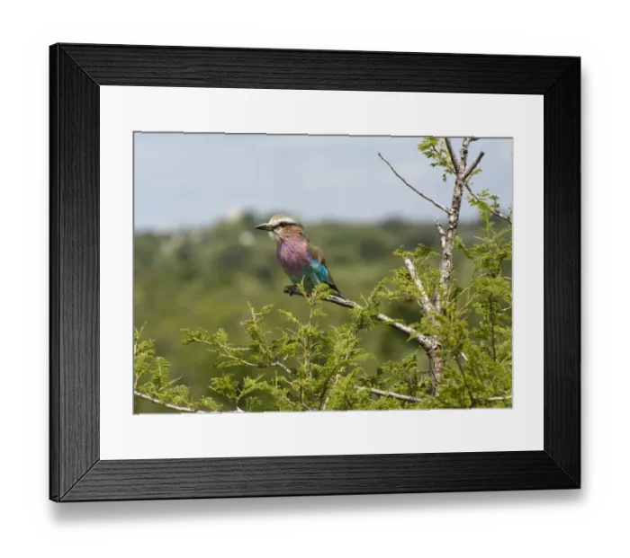 Framed Print : Lilac-breasted Roller (Coracias caudata) adult, perched on branch, Kruger N. P. Mpumalanga, South Africa Framed Print : Lilac-breasted Roller (Coracias caudata) adult, perched on branch, Kruger N. P. Mpumalanga, South Africa