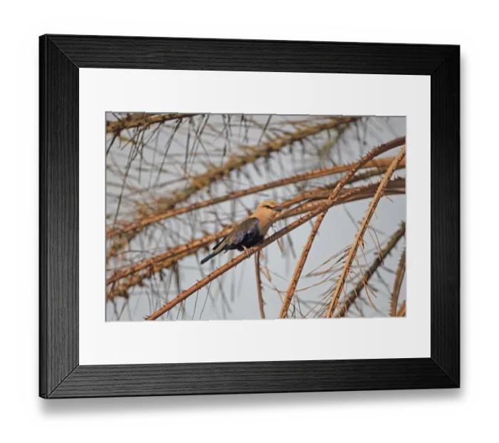 Framed Print : Blue-bellied Roller (Coracias cyanogaster) adult, perched on palm frond, Gambia, january Framed Print : Blue-bellied Roller (Coracias cyanogaster) adult, perched on palm frond, Gambia, january