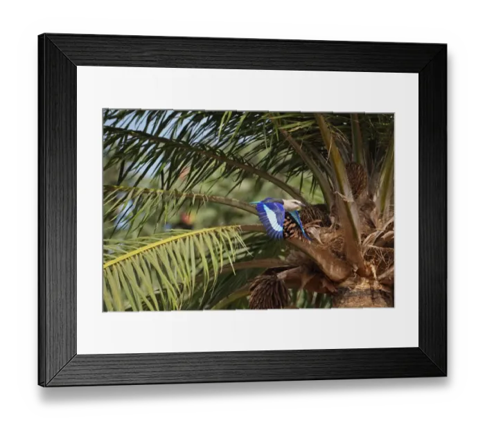 Framed Print : Blue-bellied Roller (Coracias cyanogaster) adult, in flight, taking off from palm tree, Gambia, january Framed Print : Blue-bellied Roller (Coracias cyanogaster) adult, in flight, taking off from palm tree, Gambia, january