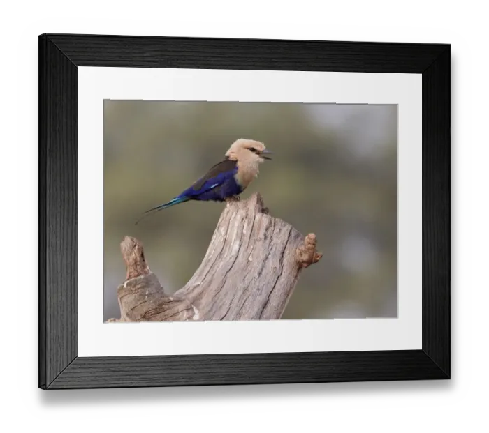 Framed Print : Blue-bellied Roller (Coracias cyanogaster) adult, calling, perched on log, near Tambacounda, Senegal, january Framed Print : Blue-bellied Roller (Coracias cyanogaster) adult, calling, perched on log, near Tambacounda, Senegal, january