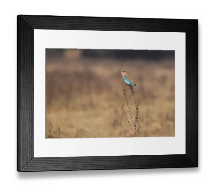Framed Print : Indian Roller (Coracias benghalensis) adult, perched on twig, Keoladeo Ghana N. P. (Bharatpur), Rajasthan, India, november Framed Print : Indian Roller (Coracias benghalensis) adult, perched on twig, Keoladeo Ghana N. P. (Bharatpur), Rajasthan, India, november