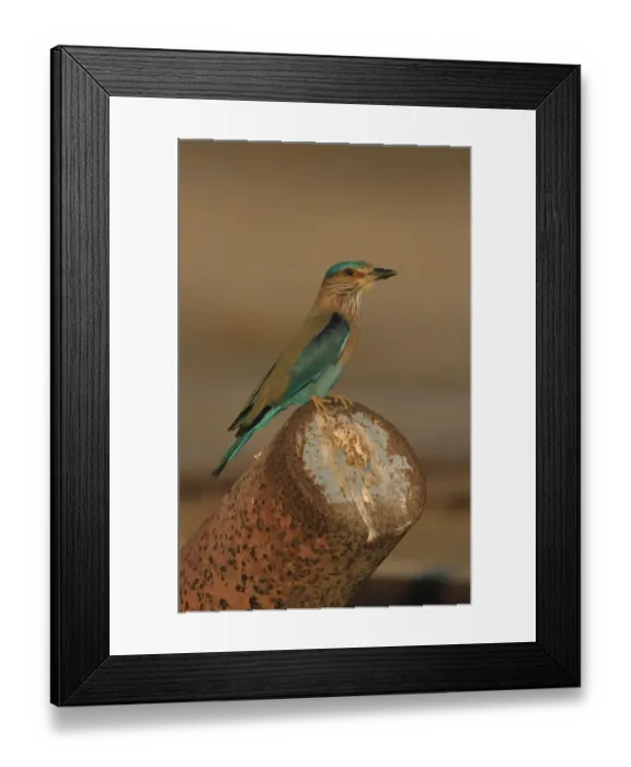 Framed Print : Indian Roller (Coracias benghalensis) adult, perched on rusty pipe, Oman Framed Print : Indian Roller (Coracias benghalensis) adult, perched on rusty pipe, Oman