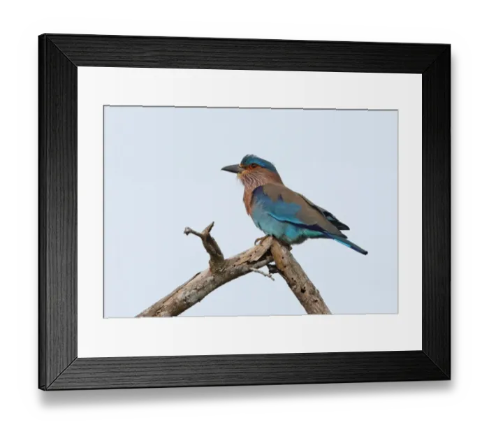 Framed Print : Indian Roller (Coracias benghalensis) adult, perched on dead branch, Bundala N. P. Sri Lanka, december Framed Print : Indian Roller (Coracias benghalensis) adult, perched on dead branch, Bundala N. P. Sri Lanka, december