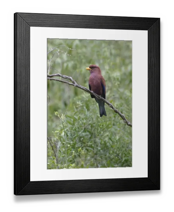 Framed Print : Broad-billed Roller (Eurystomus glaucurus) adult, perched on twig, Kenya