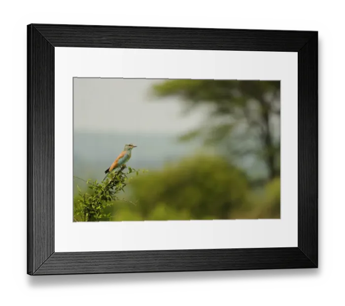 Framed Print : European Roller (Coracias garrulus) adult, perched on branch in habitat, Ruaha N. P. Tanzania Framed Print : European Roller (Coracias garrulus) adult, perched on branch in habitat, Ruaha N. P. Tanzania