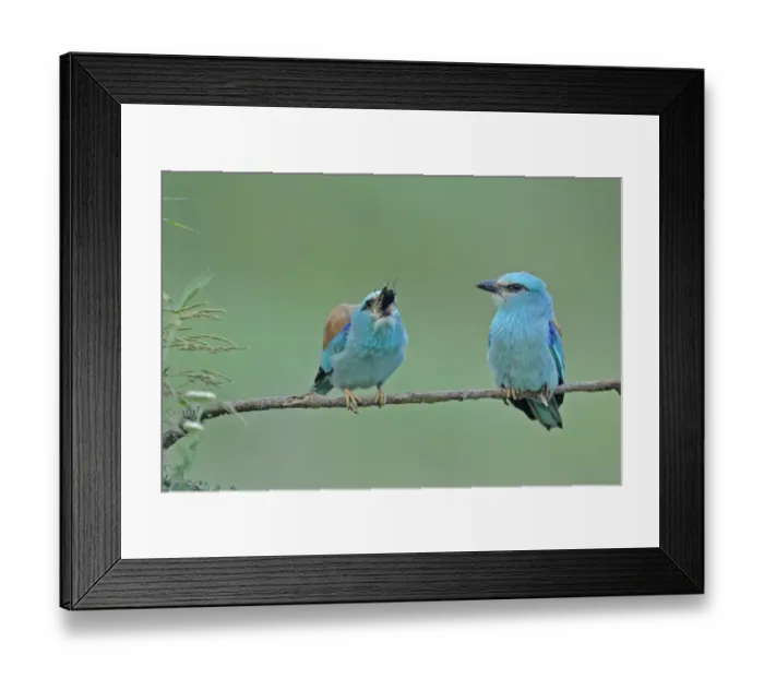 Framed Print : European Roller (Coracias garrulus) adult pair, courtship feeding on beetle, perched on branch, Bulgaria, may Framed Print : European Roller (Coracias garrulus) adult pair, courtship feeding on beetle, perched on branch, Bulgaria, may