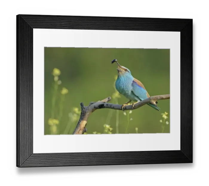 Framed Print : European Roller (Coracias garrulus) adult, feeding on beetle, perched on branch, Bulgaria, may Framed Print : European Roller (Coracias garrulus) adult, feeding on beetle, perched on branch, Bulgaria, may
