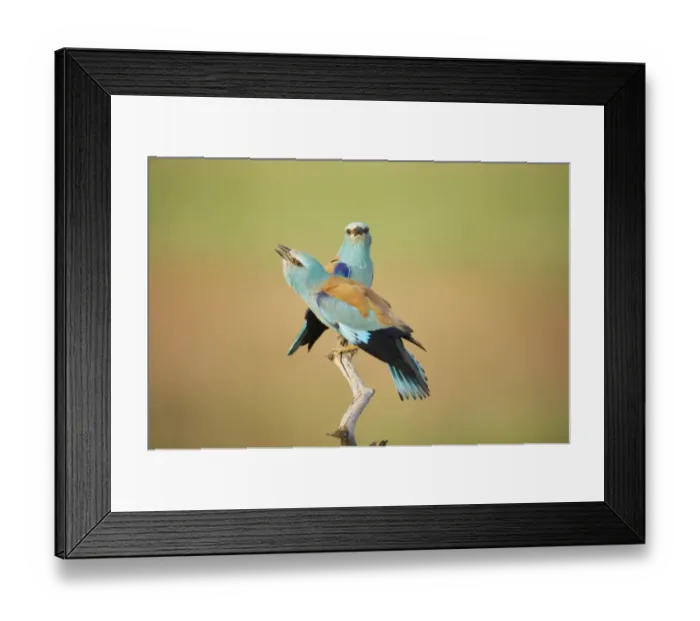 Framed Print : European Roller (Coracias garrulus) adult pair, calling, perched on branch, Hungary Framed Print : European Roller (Coracias garrulus) adult pair, calling, perched on branch, Hungary