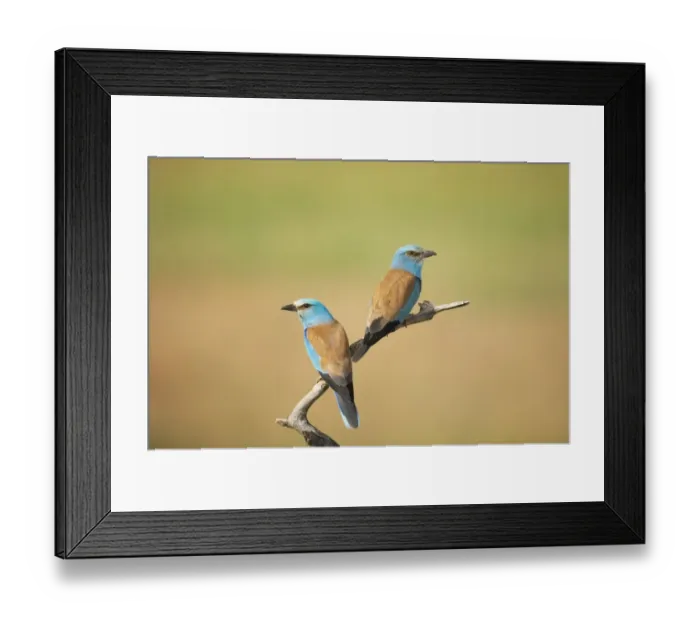 Framed Print : European Roller (Coracias garrulus) adult pair, perched on branch, Hungary Framed Print : European Roller (Coracias garrulus) adult pair, perched on branch, Hungary