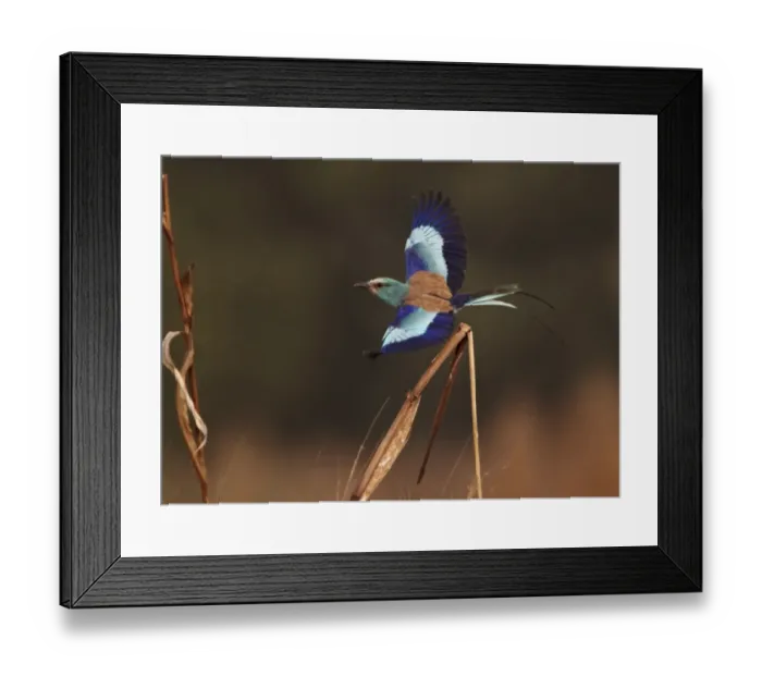 Framed Print : Abyssinian Roller (Coracias abyssinica) adult, in flight, taking off from cereal stem, Senegal, january Framed Print : Abyssinian Roller (Coracias abyssinica) adult, in flight, taking off from cereal stem, Senegal, january