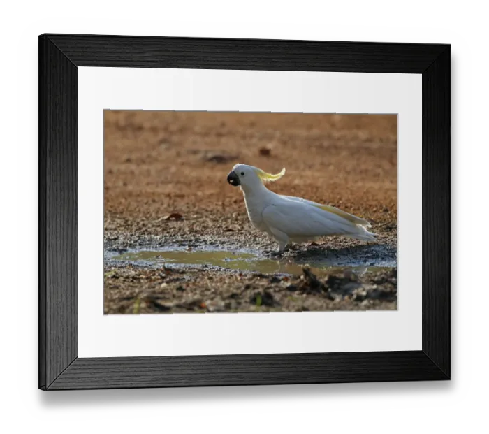 Framed Print : Sulphur-crested Cockatoo (Cacatua galerita) adult, drinking from puddle at edge of road, Northern Territory, Australia, september
