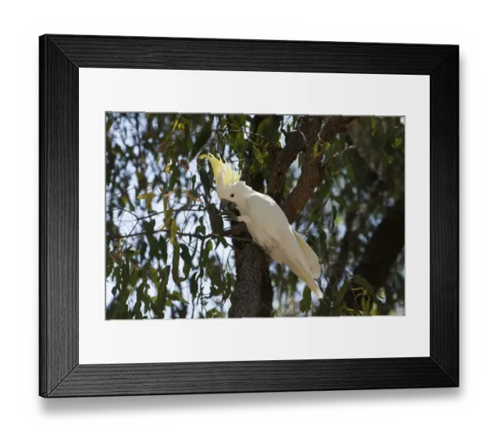 Framed Print : Sulphur-crested Cockatoo (Cacatua galerita) adult, feeding on figs in tree, Queensland, Australia Framed Print : Sulphur-crested Cockatoo (Cacatua galerita) adult, feeding on figs in tree, Queensland, Australia