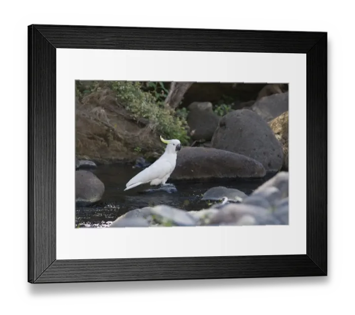 Framed Print : Sulphur-crested Cockatoo (Cacatua galerita) adult, drinking, standing on rock in stream, Queensland, Australia