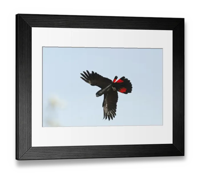 Framed Print : Red-tailed Black-cockatoo (Calyptorhynchus banksii) adult, in flight, Queensland, Australia Framed Print : Red-tailed Black-cockatoo (Calyptorhynchus banksii) adult, in flight, Queensland, Australia