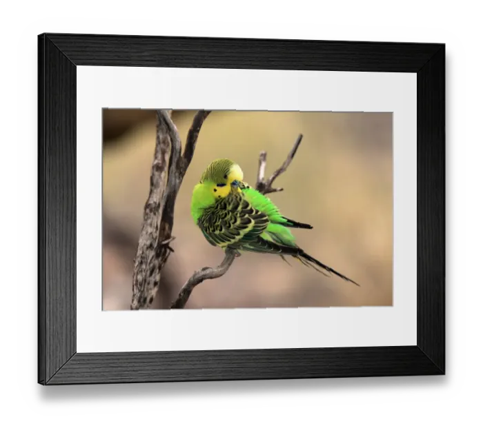 Framed Print : Budgerigar (Melopsittacus undulatus) adult male, preening, perched on twig, Alice Springs, Northern Territory, Australia Framed Print : Budgerigar (Melopsittacus undulatus) adult male, preening, perched on twig, Alice Springs, Northern Territory, Australia