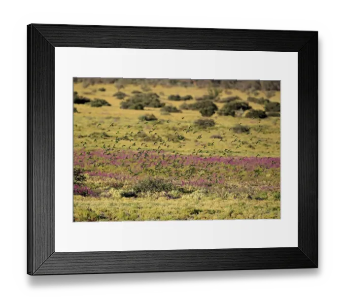Framed Print : Budgerigar (Melopsittacus undulatus) flock, in flight, Sturt N. P. New South Wales, Australia Framed Print : Budgerigar (Melopsittacus undulatus) flock, in flight, Sturt N. P. New South Wales, Australia